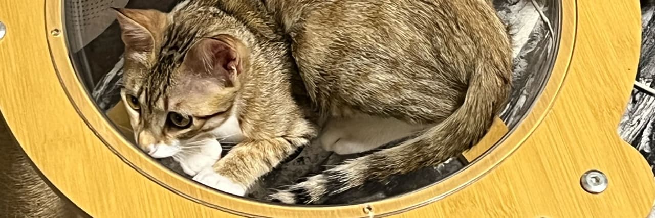悅櫻