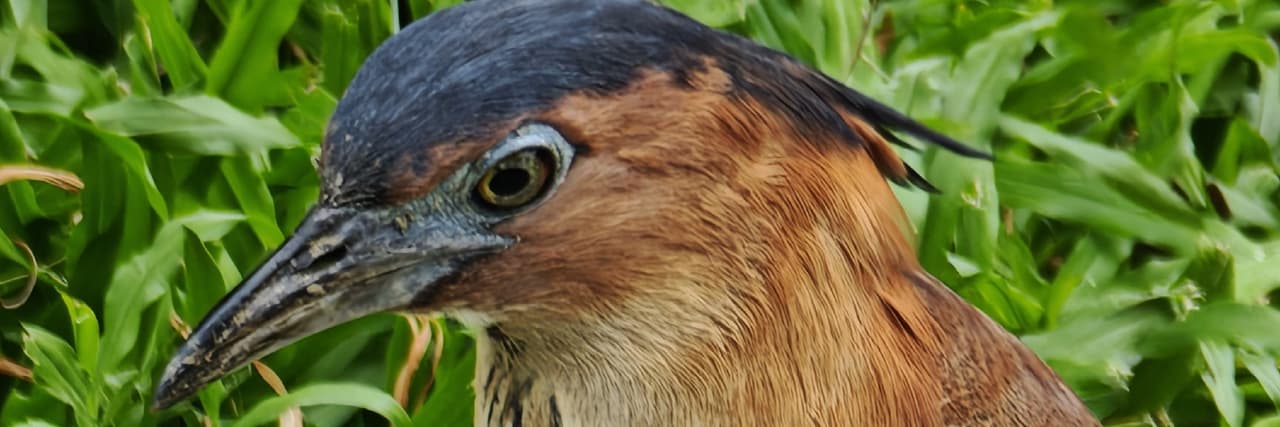 麻雀理毛學院 鳥類觀察系
