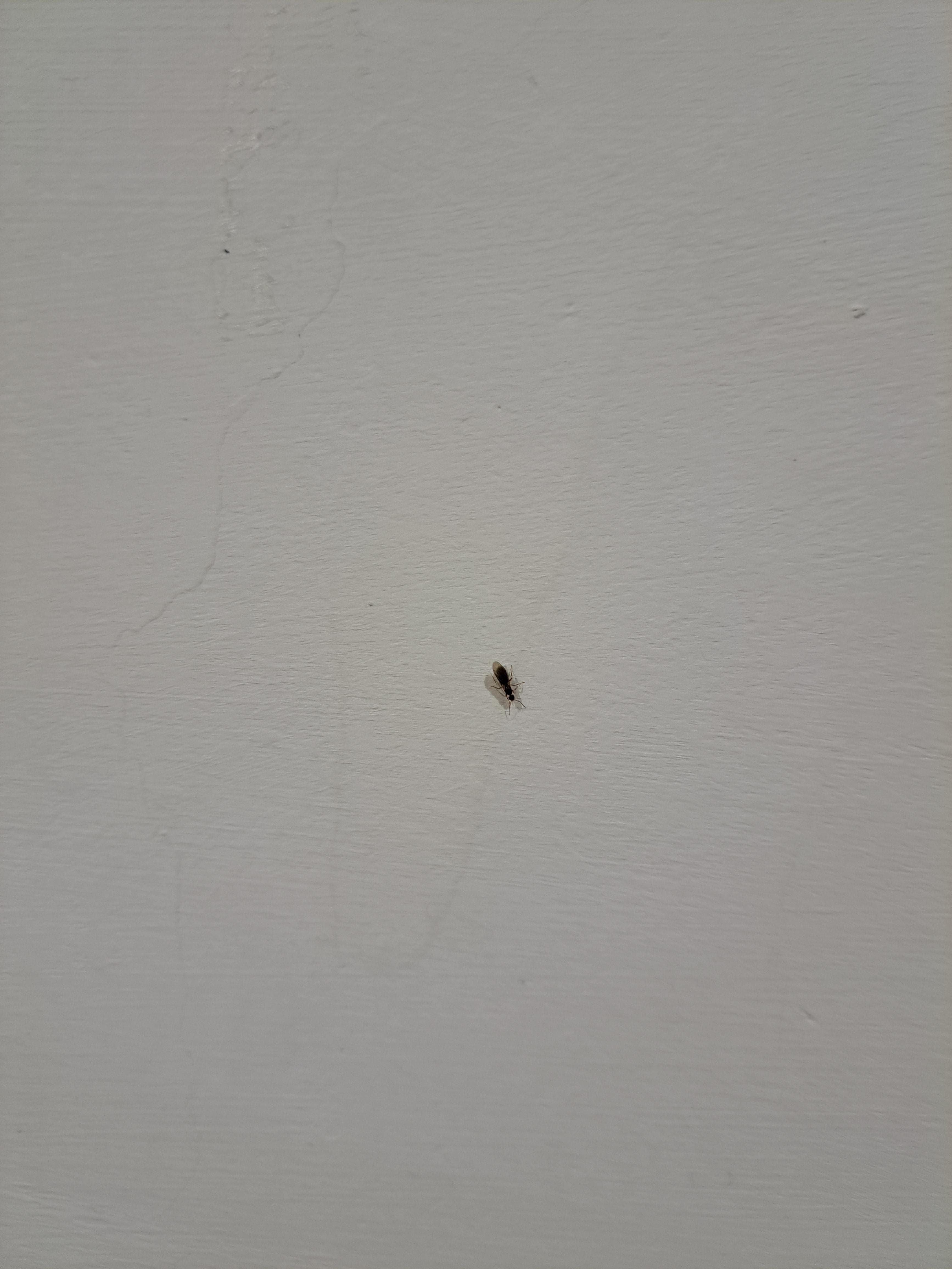 請益房間有翅膀的黑螞蟻- 昆蟲板| Dcard