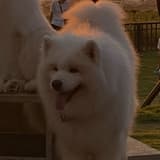 ʕ •ᴥ•ʔ