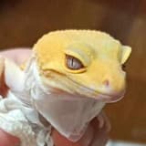 郁郁天下第一萌