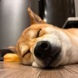 青春蛀了牙