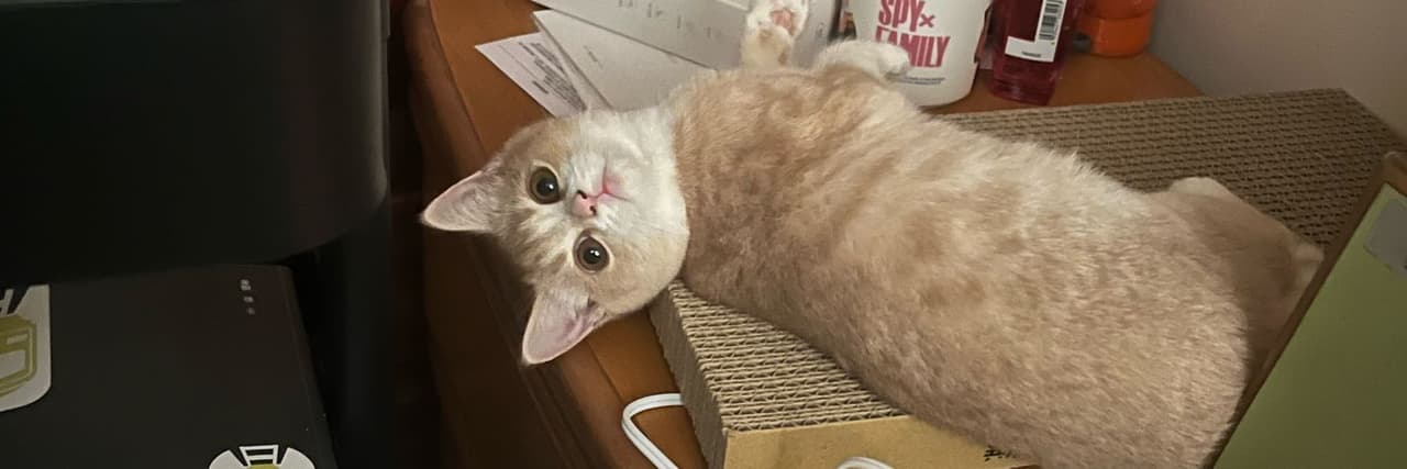 憤怒貓仔