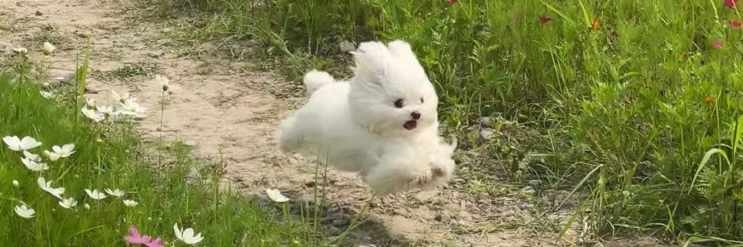 快樂小狗🐶