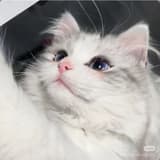 nunu24555