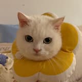 妮妮