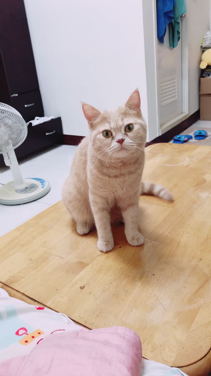 英短樓 寵物板 Dcard