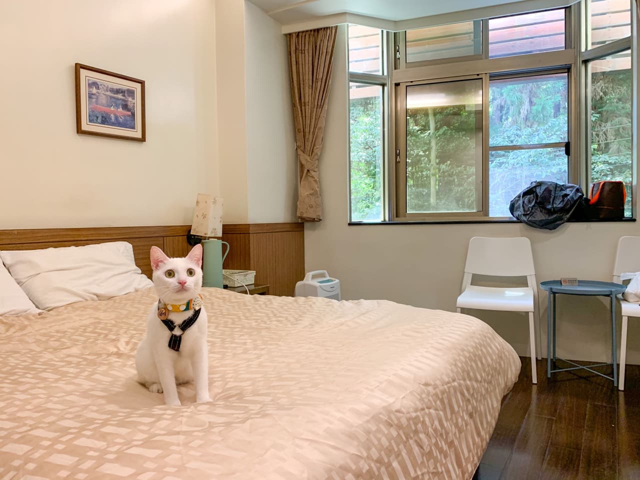 台中溪頭盛軒森林會館 寵物友善住宿 台中推薦