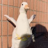 🦆胖次&胖胖(*´³`*)💗