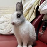 灰仔的媽咪🐰