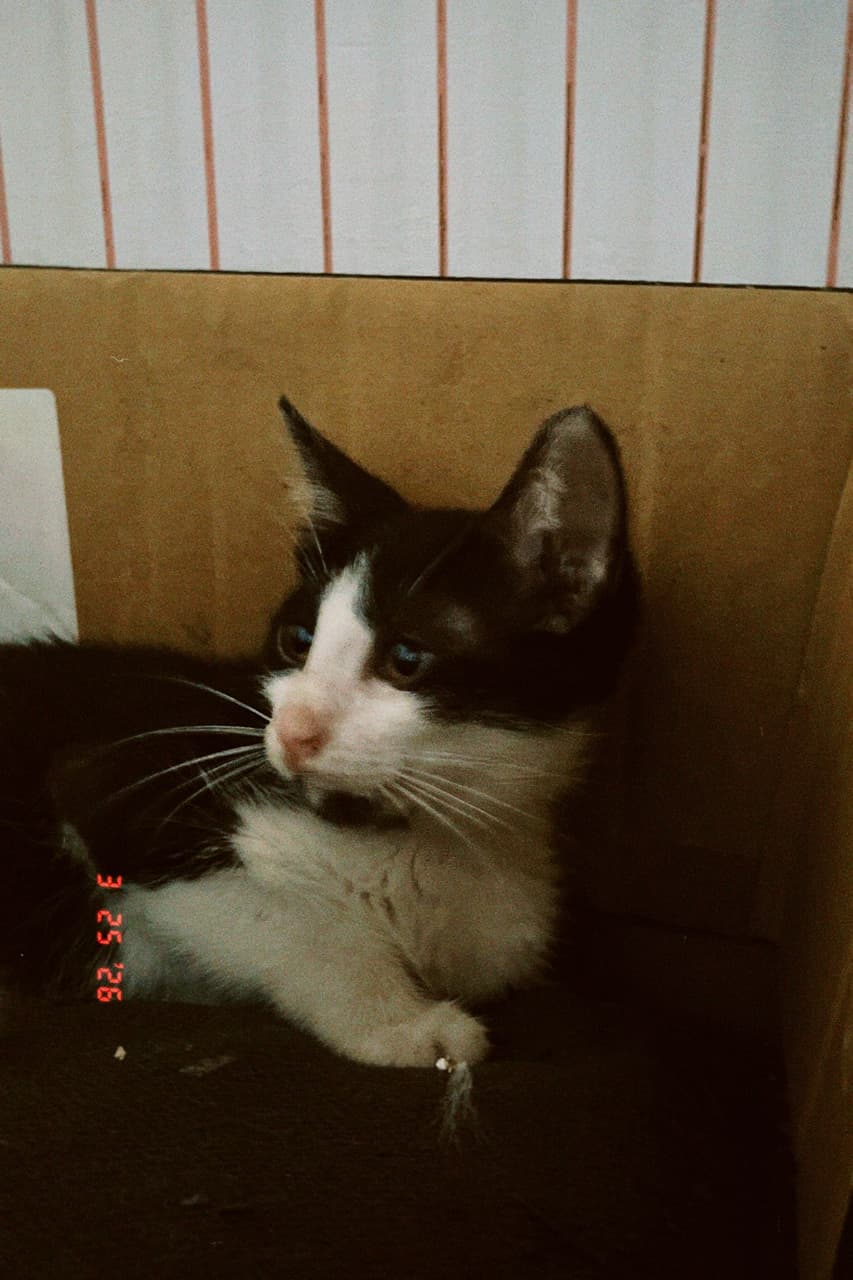 megapx