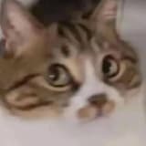 battlecat9487