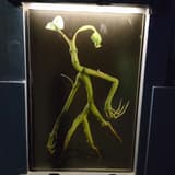 yuxuanalice