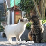 likesky333