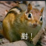 對對對松鼠🐿️