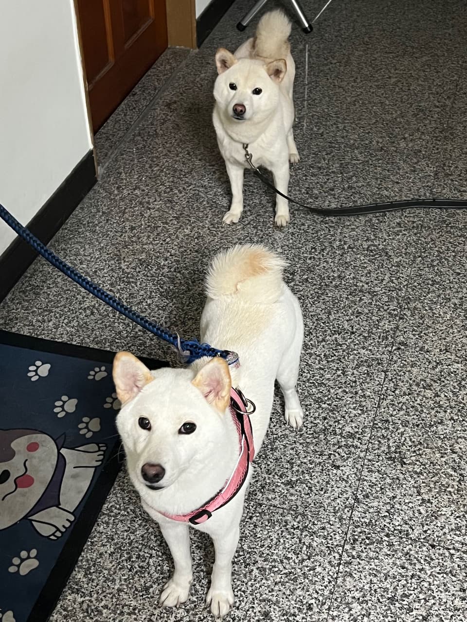 想問一下白柴幼犬的價格- 寵物板| Dcard