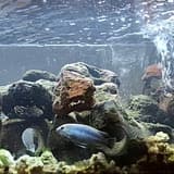 Melanochromis