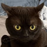 莫