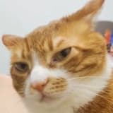 bangrabbit