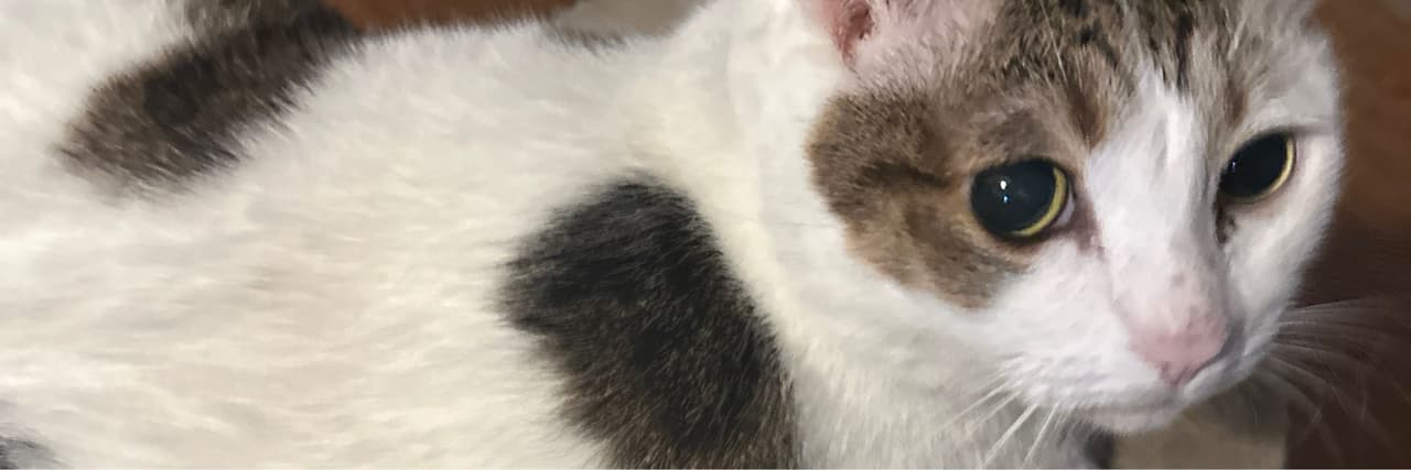 茉莉兒
