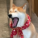 蒜泥白肉鍋