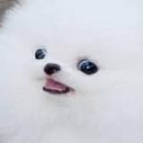 炸毛博美犬迷因