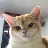 🐱