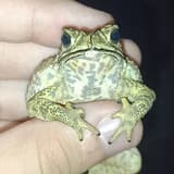 神奇的青蛙