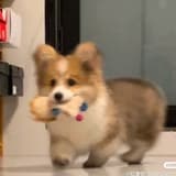 anxezv