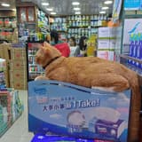 哥布林國總統
