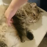 風信子