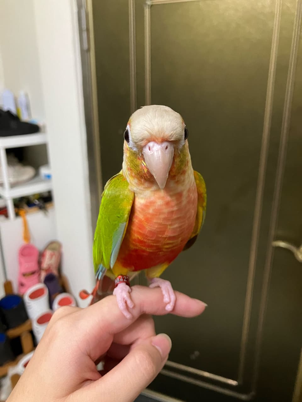 小太陽鸚鵡的最新討論 | Dcard