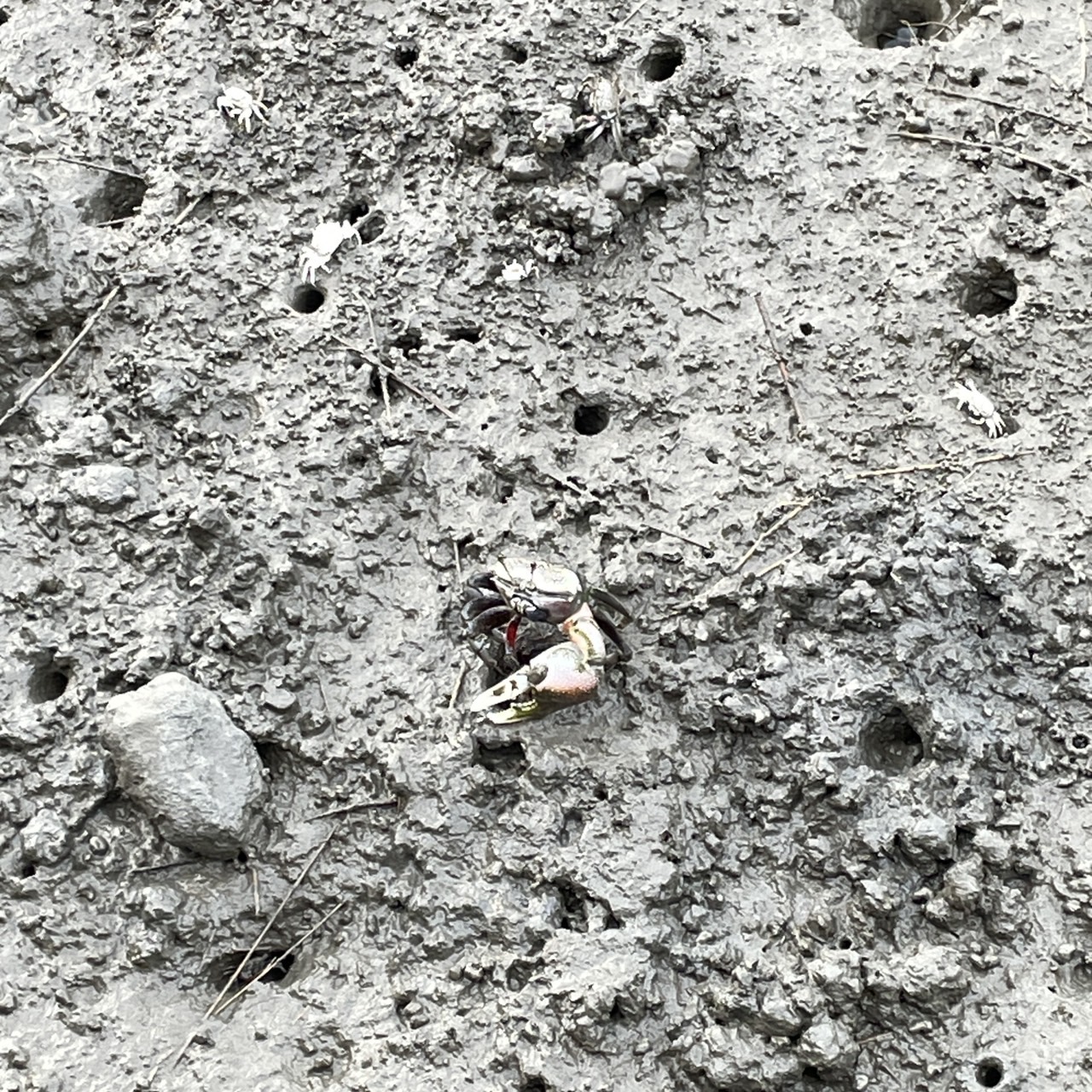 國內遊記 高美濕地半日遊～