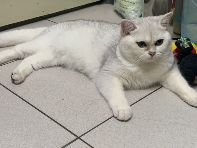 英短樓 寵物板 Dcard