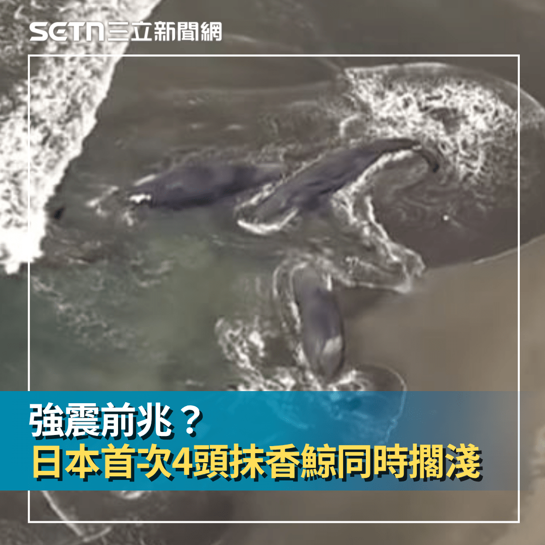 強震前兆？日本首次4頭抹香鯨「同時擱淺」 專家揭真相：極為罕見- SETN三立新聞網(@setn54) | Dcard