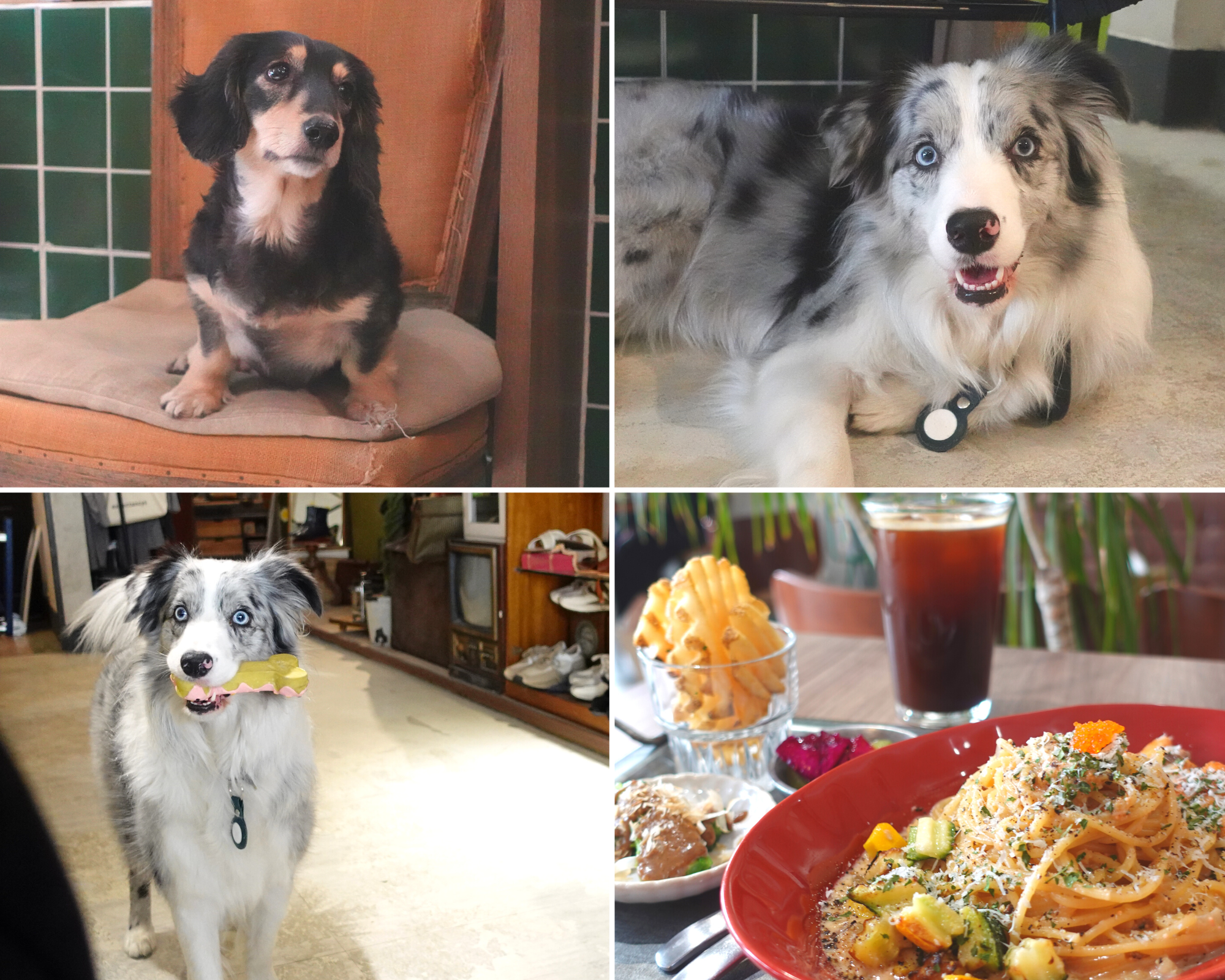 六間高雄有狗狗的餐廳分享｜Grace Café 典．咖啡、樸樂咖啡楠梓店、致日子TO DAY Coffee 、吉初豆花、MoonSun  Boutique海島時光- 寵物板|