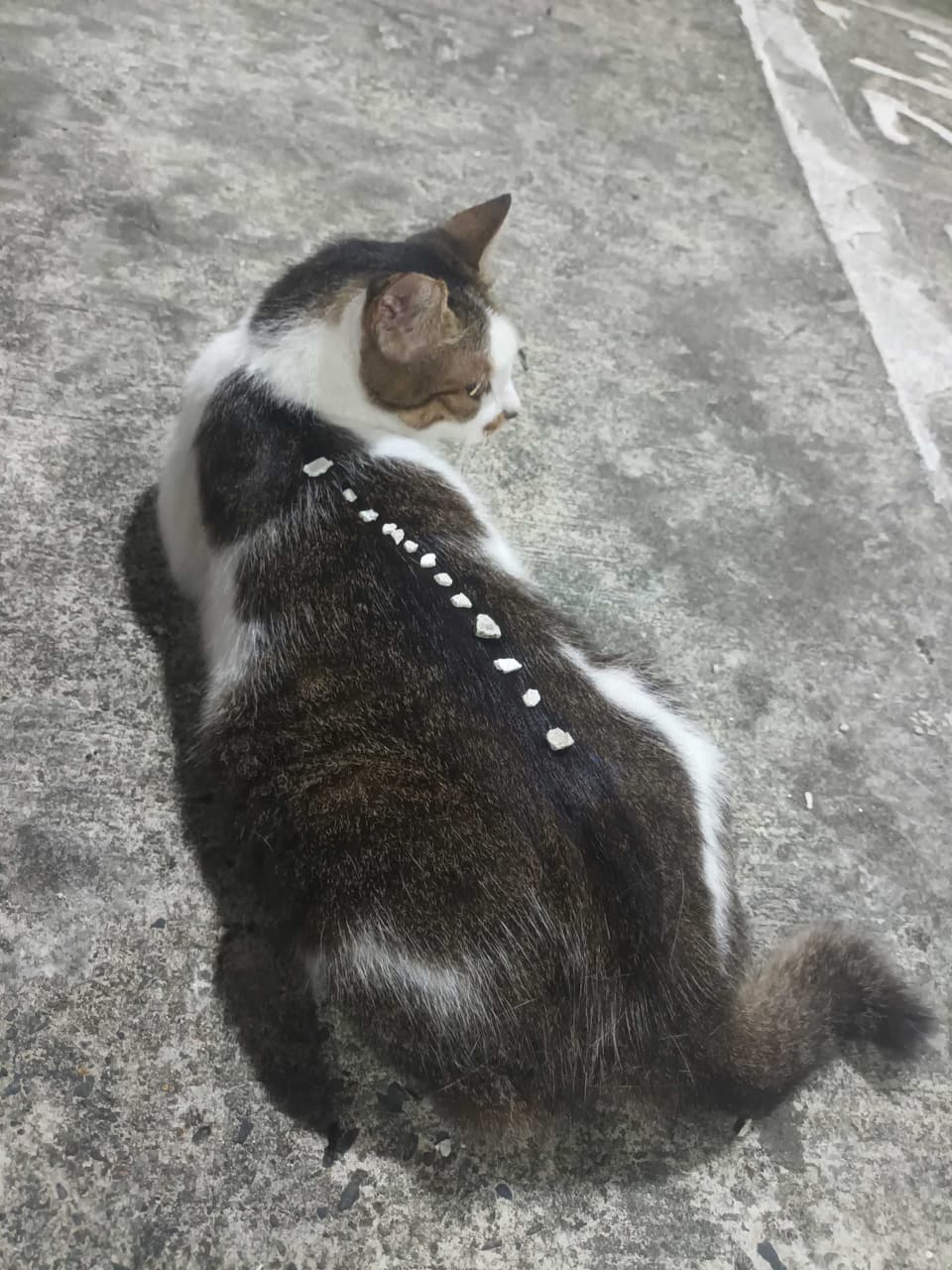 megapx