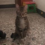 123木頭人