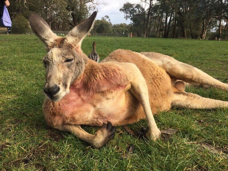 megapx