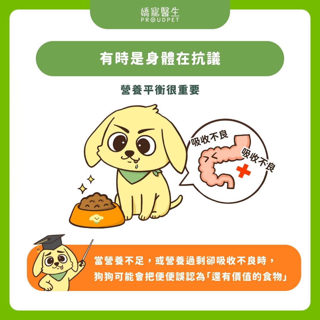 狗狗吃屎不是故意的!飼主必知 5 個「吃便便的原因」 - 寵物板 | Dcard