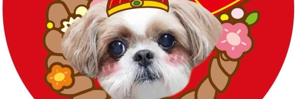 西施犬妹妹的媽