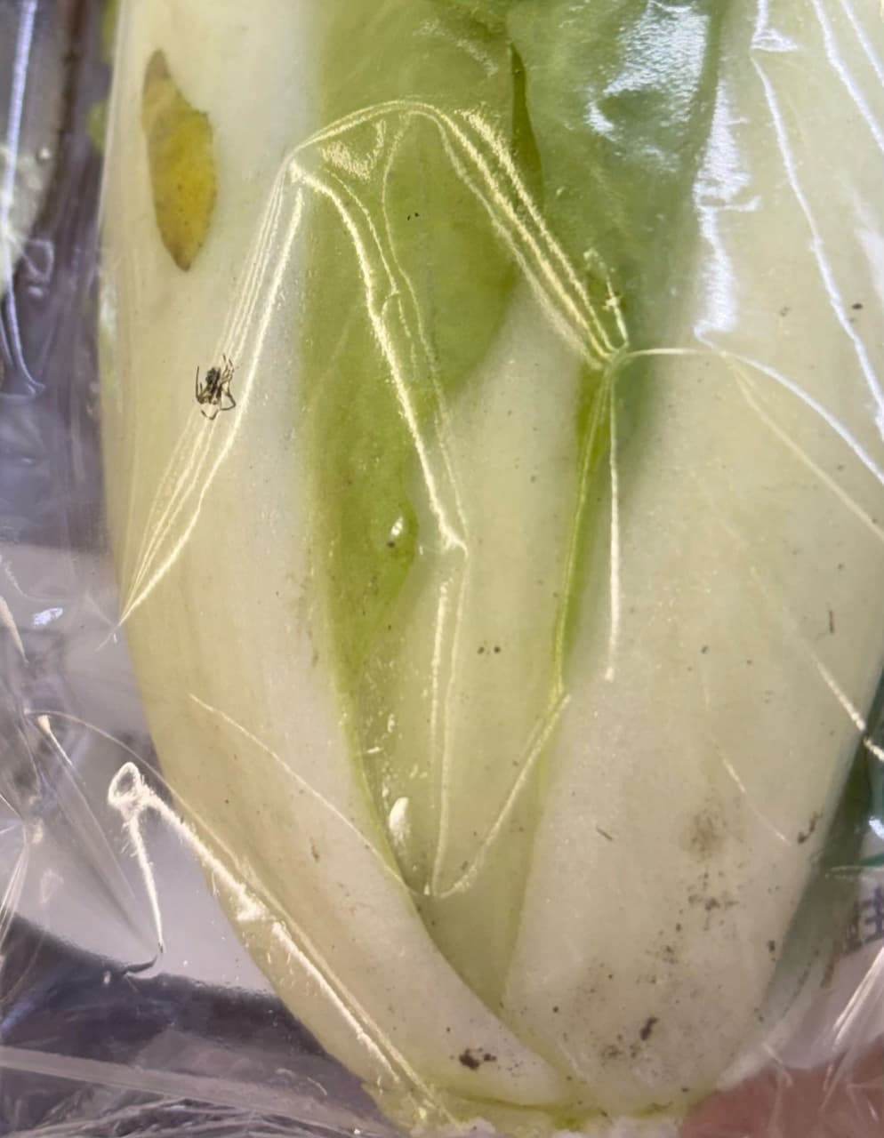 昆蟲的相關討論與真實心得｜Dcard