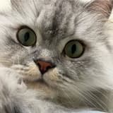 pufflove