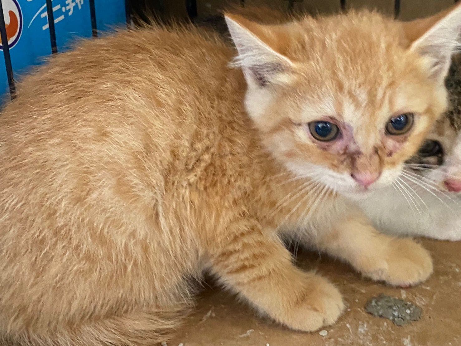 12/4更，全數已送完，謝謝大家🙏🐱歡迎免費認養4隻可愛幼貓（虎斑、橘貓、橘白貓、三花各一隻（可拆送 - 寵物板 | Dcard