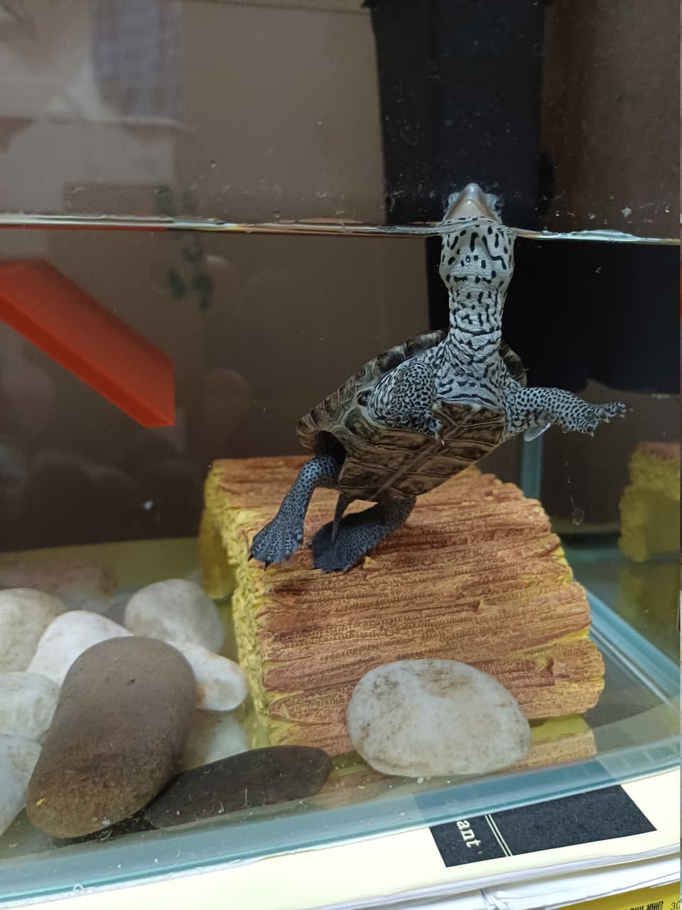 megapx