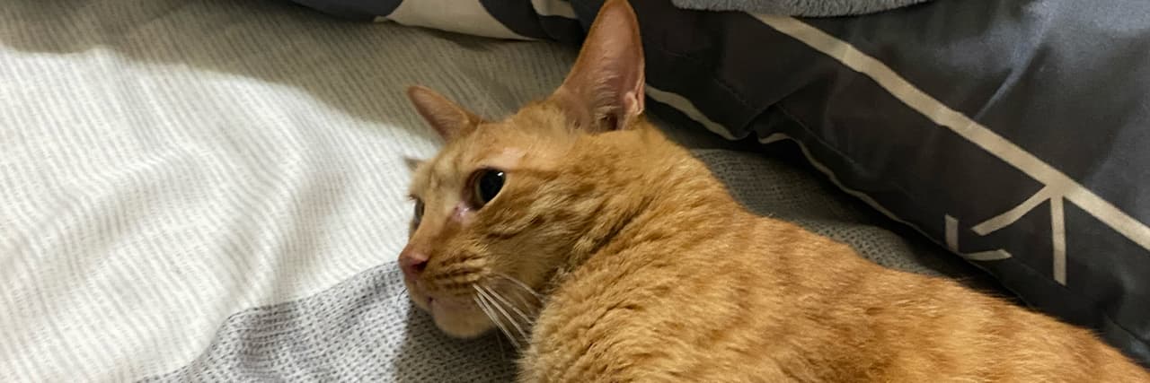 新北十六叔