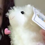 pig0894