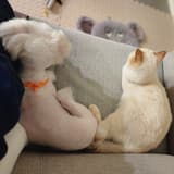 草兒卡