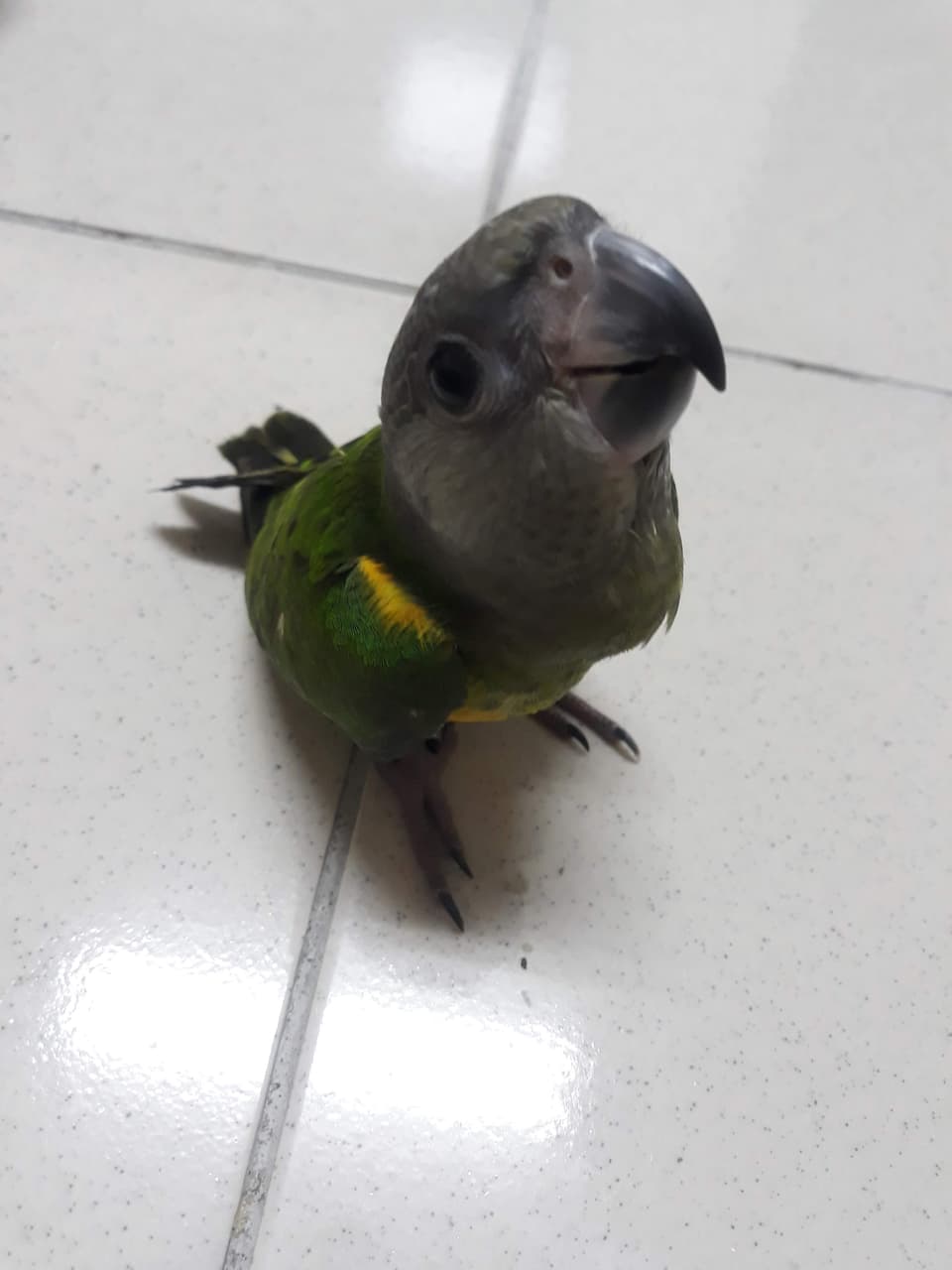 megapx