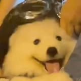 多多
